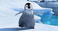 happyfeet